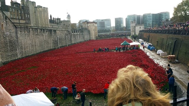 <p>
	800.000 rote Rosen vor dem Tower of London in Gedenken an die Gefallenen des Ersten Weltkriegs</p>
