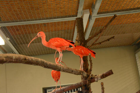 <p>
	Die neuen Vögel hätten sich gut eingelebt und würden tagsüber bereits im mit einem Netz überspannten Gehege des Flamingolandes umherfliegen sowie abends selbstständig den Weg zurück in das Vogelhaus finden.</p>
