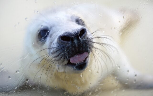 <p>
	Die Seehundstation in Friedrichskoog beherbergt derzeit eine kleine Kegelerobbe, die den Namen Nikolaus erhielt.&nbsp;</p>
