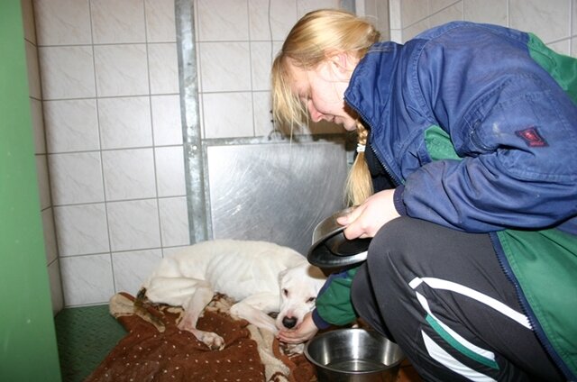 <p>
	In einem angrenzenden Zimmer fand der Tierheimmitarbeiter eine fast tote Dogo Argentino Hündin, abgemagert bis zum Skelett und zu schwach, auch nur den Kopf zu heben.</p>
