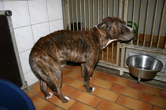 <p>
	Zwei halbtote und zwei verhungerte Hunde haben Mitarbeiter des Chemnitzer Tierheimes am Montagabend in einer Mietswohnung im Stadtteil Wittgensdorf aufgefunden.</p>
