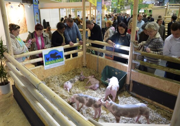 <p>
	Die Produktionsgemeinschaft Neuland hat sich auf Schweinemast spazialisiert.</p>
