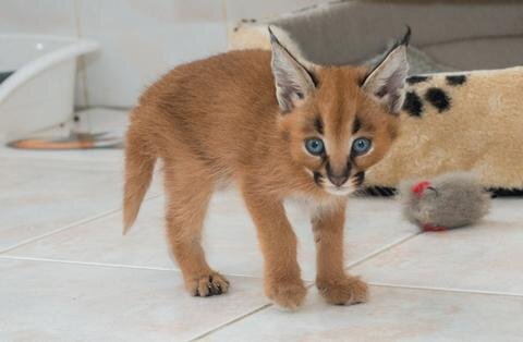 <p>
	Am 18. Dezember wurde das Tier zusammen mit seinem Bruder im Zoo der Minis in Aue geboren.</p>
