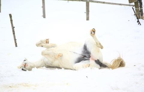 <p>
	Gleich, nachdem Pferde-Besitzer Andreas Bretschneider im erzgebirgischen Neudorf die Tiere am Morgen aus seinem Stall lässt, toben sie sich im Schnee ausgiebig aus.</p>
