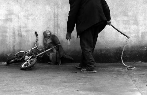<p>
	Den ersten Preis in der Kategorie &quot;Nature Singles&quot; ging an den chinesischen Fotografen Yongzhi Chu. Ein Affe kauert während eines Trainings für eine Zirkusaufführung an einer Wand.</p>
