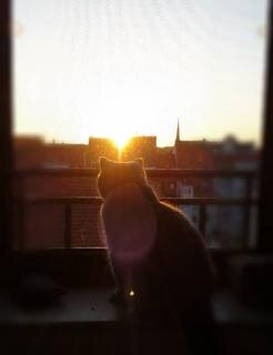 <p>
	Tina Ruppert schrieb zu diesem Bild: Wo Licht ist, ist auch Schatten.... spontan fiel mir dieses Foto meines Katers Keks ein. Er genießt den Sonnenaufgang über Freiberg.</p>
