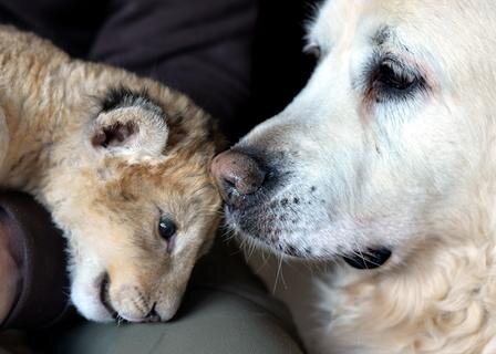 <p>
	Löwenbaby Malor teilt sich ein Heim mit Hund Kiki - und zwar in Rheinland-Pfalz bei Isabelle Wallpott, Leiterin des Eifel-Zoos in Lünebach.</p>
