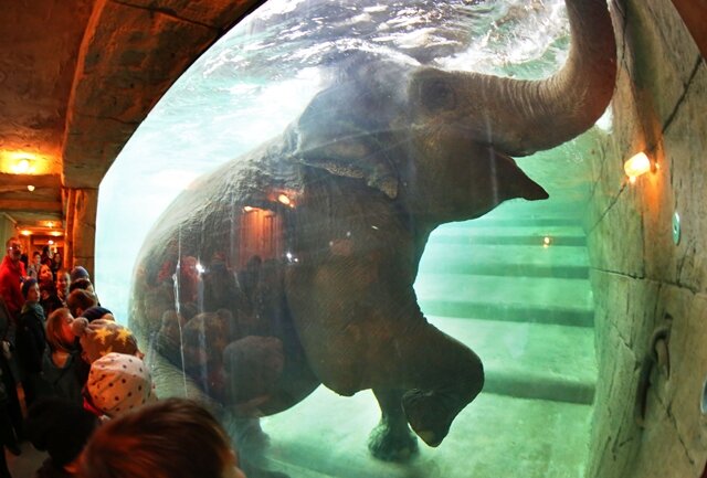<p>
	Die trächtige Elefantenkuh Hoa durfte heute ein Bad im Schwimmbecken des Elefantentempels Ganesha Mandir im Zoo Leipzig nehmen.</p>
