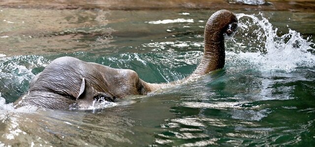 <p>
	Hoas Baby wird das erste Elefantenjunges im Leipziger Zoo seit zwölf Jahren sein.</p>
