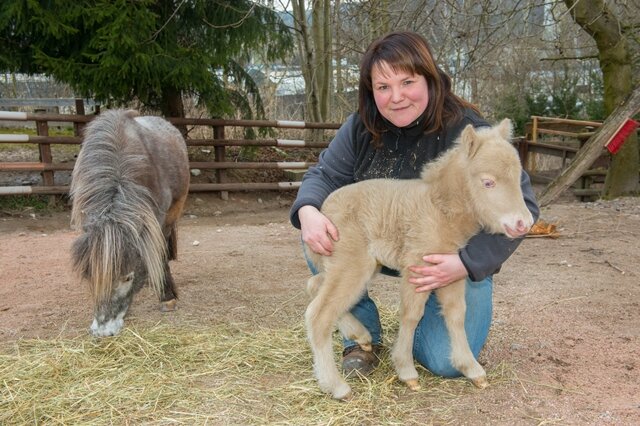 <p>
	Große Freude im Zoo der Minis in Aue: Falabella-Stute Jacki hat in der Nacht vom 23. zum 24. März ein Fohlen zur Welt gebracht.&nbsp;</p>
