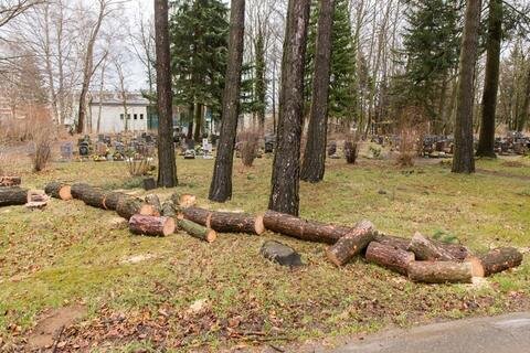 <p>
	Schon am Montag fielen an den Grabsteinen drei Bäume um, teilweise wurden diese samt Teller entwurzelt. Zu gefährlich für Bestattungen und Grabbesuche.</p>
