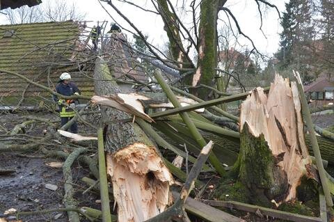 <p>
	<span class="Text">Sturmschäden am Tierpark in Freiberg: Ein umgestürzter Spitzahorn beschädigte das Dach des Vogelhauses. </span></p>
