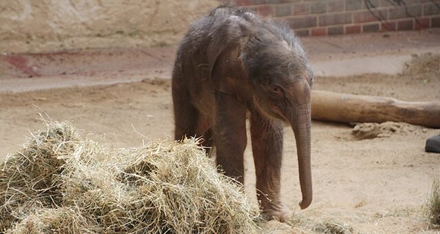 <p>
	Das am vergangenen Mittwoch im Leipziger Zoo geborene Elefantenbaby hatte das Zeug zum Star. Es wäre in den nächsten Monaten der Publikumsmagnet geworden, denn es sorgte von den ersten Minuten an für Mitgefühl.&nbsp;</p>
