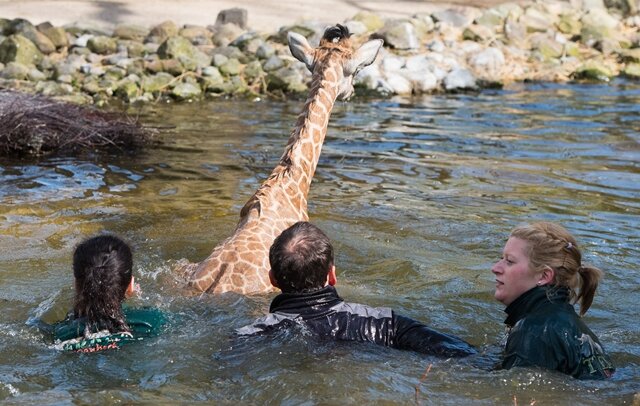<p>
	Den Schock über den Sprung in das 10 Grad kalte Nass werde der Giraffenjunge wohl nicht so schnell überwinden, sagte eine Tierpflegerin nach einer geglückten Rettungsaktion am Donnerstag.</p>
