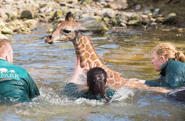 <p>
	Fünf Tierpfleger mussten der gut eine Woche alten Giraffe in einer spontanen Rettungsaktion aus dem Graben helfen.</p>
