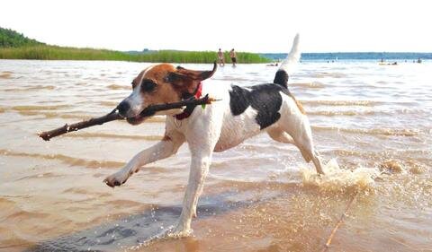 <p>
	Beagle Hündin Lucy beim Abkühlen am Hasselbacher See</p>

