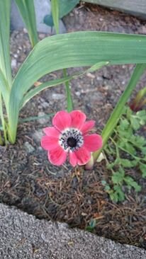 <p>
	Eine Anemone erblickte das Licht der Welt in Freiberg bei uns im Garten.</p>
