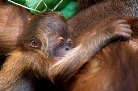 <p>
	Vor einer Woche brachte das Orang-Utan-Weibchen ihr gesundes Söhnchen auf die Welt.</p>
