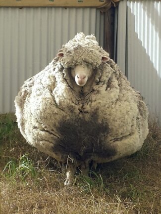 <p>
	Das seit Jahren ungeschorene Schaf &quot;Chris&quot; hat in Australien rekordverdächtige 42,3 Kilogramm Wolle auf die Waage gebracht</p>
