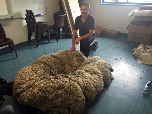 <p>
	So ein Fell habe er in 35 Jahren im Geschäft noch nie auf einem Schaf gesehen, sagte Scherer Ian Elkins. Die Prozedur dauerte eine Dreiviertelstunde.</p>
