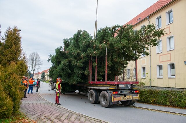 <p>
	In Schneeberg ist heute der Weihnachtsbaum aufgestellt worden.</p>

