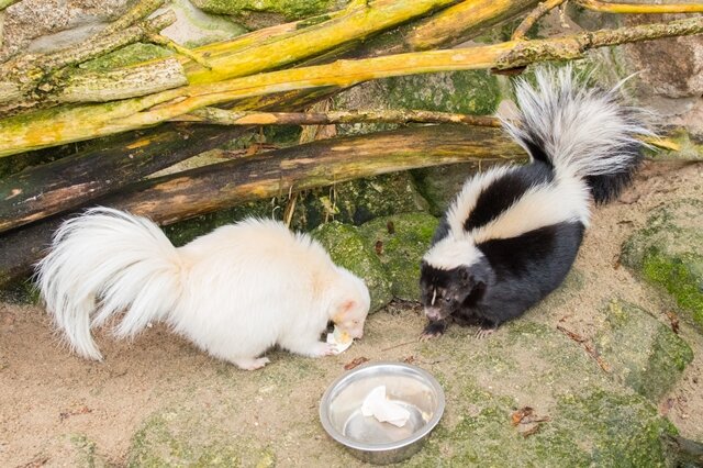 <p>
	Der Auer Tierpark hat ihn nun zu sich geholt, weil er bereits seit drei Monaten nach einem neuen Partner für die vierjährige Stinktier-Dame Blümchen suchte.</p>
