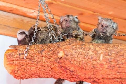 <p>
	Mit dem kürzlich geborenen Nachwuchs bei den Weißbüscheläffchen leben im Zoo der Minis in Aue nunmehr elf Krallenaffen.</p>
