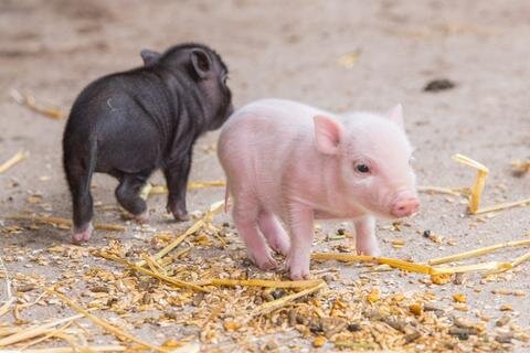 <p>
	Die Tragzeit betrug 115 Tage. Die Schweine leben gut sechs Wochen im Tierpark, danach werden sie abgegeben.</p>
