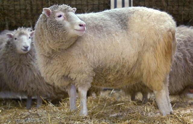 <p>
	<strong>1996: </strong>Klonschaf Dolly – Ein walisisches Bergschaf wird zur Weltberühmtheit. Dolly ist das erste Säugetier, das aus einer adulten Zelle geklont wird. Um Dolly zu erschaffen, verwenden britische Wissenschaftler eine Zelle aus dem Euter eines sechs Jahre alten weißen Schafes der Rasse Finn Dorset.</p>
