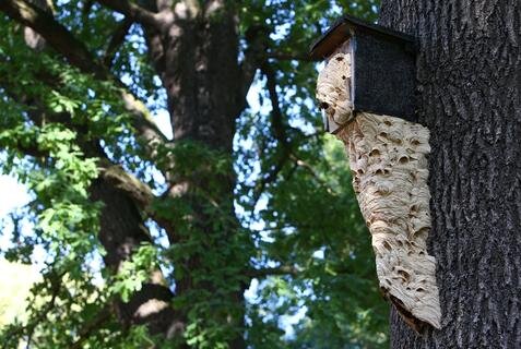 <p>Eine alte Eiche haben sich Hornissen in Callenberg für ihren Nestbau ausgesucht. Das Kunstwerk befindet sich in der Nähe des örtlichen Anlagenteiches und hat eine Länge von geschätzten siebzig Zentimeter.</p>
