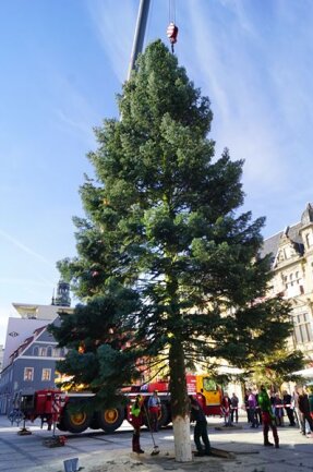 <p xmlns:php="http://php.net/xsl">Der erste direkt in Zwickau geschlagene Weihnachtsbaum in der Geschichte des örtlichen Weihnachtsmarkts steht seit Dienstag, 13.45 Uhr auf dem Hauptmarkt.</p>
