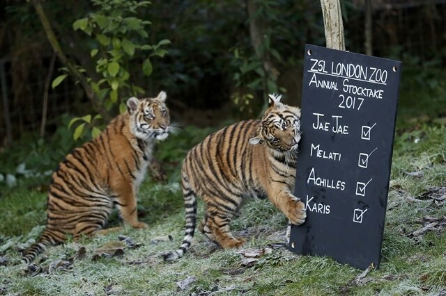 <p>Jae Jae, Melati, Achilles, Karis - check, die vier Sumatra-Tiger sind vorhanden, gesund, munter und verspielt.</p>
