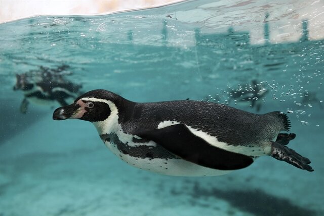 <p>Humboldtpinguine tummeln sich in ihrem Pool im Londoner Zoo. Mehr als 70 dieser Vögel leben in dem Tiergarten.</p>
