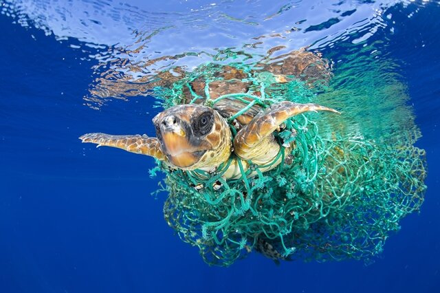 <p>1. Preis - Natur: Vor der Küste von Teneriffa hat sich eine Schildkröte in einem Fischernetz verfangen. Auf diese Weise kommen viele Tiere dieser bedrohten Art um.</p>
