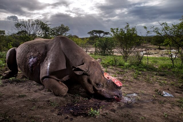 <p>1. Preis - Natur/Stories: Wilderer haben dieses Nashorn in einem Nationalpark in Südafrika getötet und ihm das Horn abgeschnitten.</p>
