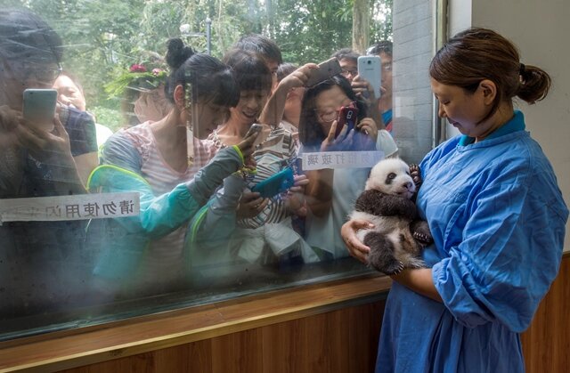 <p>2. Preis - Natur/Stories: Im chinesischen Bifenxia zeigt eine Pflegerin den Besuchern ein Panda-Baby, das in der Aufzuchtstation geboren wurde.</p>
