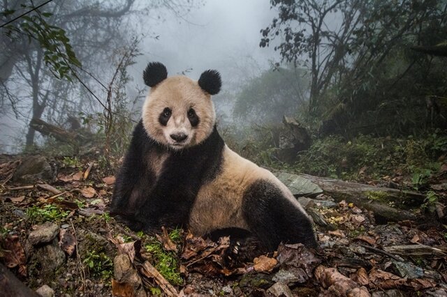 <p>2. Preis - Natur/Stories: Ein weiteres Bild aus der Panda-Serie zeigt Ye Ye, einen&nbsp;16 Jahre alten weiblichen Großen Panda, in seinem Gehege.</p>
