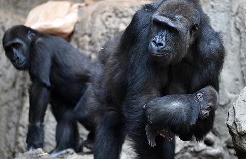 <p>Der Leipziger Zoo erwartet in den kommenden Monaten einen Baby-Boom im Pongoland.</p>
