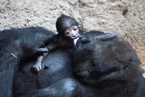 <p>Rückblick: Kianga wurde am 4. Dezember 2016 geboren. Pfleger entdeckten die Mutter mit einem schlafenden Mini-Gorilla auf ihrem Bauch.</p>
