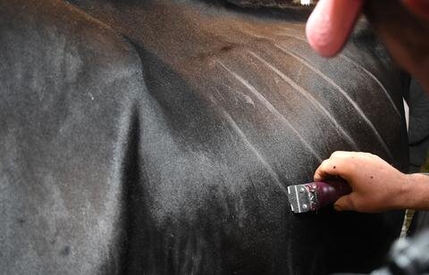 <p>Kollege Paul rasiert Streifen in das Fell einer Kuh.</p>
