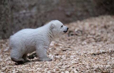 <p>Einen Namen hat das Eisbärenbaby noch nicht. Allerdings können Tierpark-Besucher und Eisbärenfans online über sieben Vorschläge abstimmen, die alle mit dem Buchstaben Q beginnen.</p>

