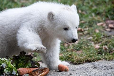 <p>Noch etwas tapsig auf den Beinen, aber schon zielstrebig hat sich das Eisbärenbaby im Münchner Tierpark Hellabrunn erstmals ins Freigehege gewagt.</p>
