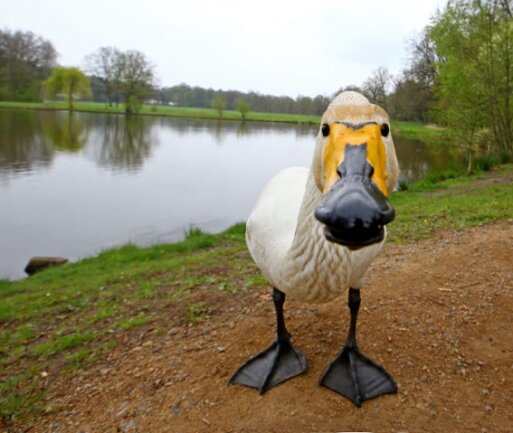 <p>Ein Singschwan beschäftigt derzeit die Besucher im Grünfelder Park in Waldenburg.</p>
