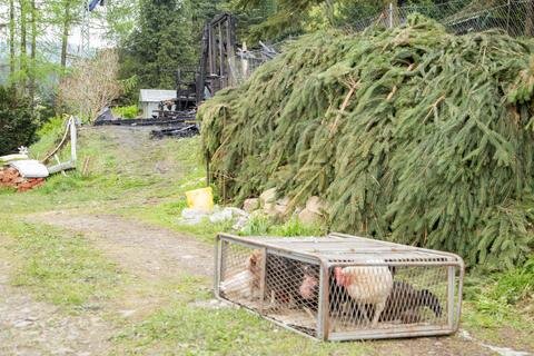 <p>Der 53-jährige Eigentümer rettete nach Polizeiangaben seine Schafe und Hühner aus dem Gebäude.</p>

