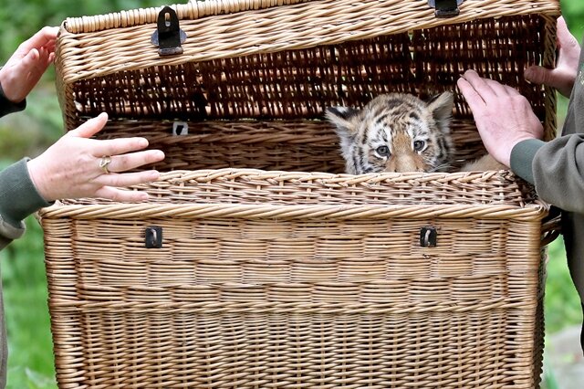 <p>Guck mal! Noch ein bisschen schüchtern zeigten sich die Tigermädchen gestern zum Fototermin im Leipziger Zoo.</p>
