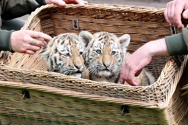 <p>Die Töchter von Bella und Tomak waren am 24. Februar zur Welt gekommen. Es war der erste Nachwuchs bei den Amurtigern im Leipziger Zoo seit fünf Jahren.</p>
