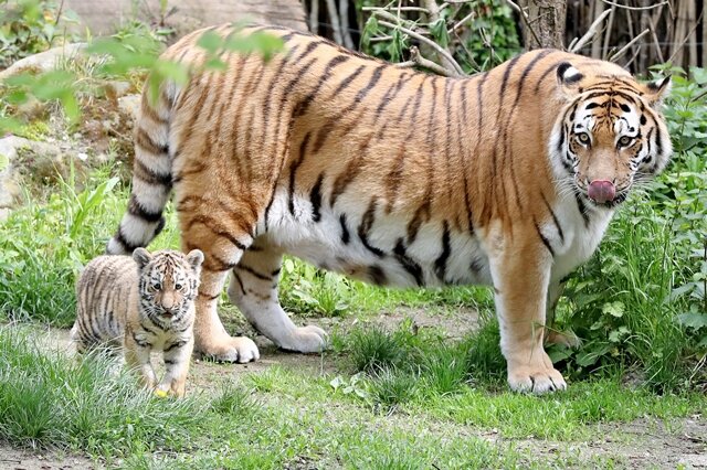<p>„Beide entwickeln sich prächtig, die Mutter kümmert sich rührend“, sagte Zoodirektor Jörg Junhold. Die kleinen Katzen bringen neun beziehungsweise gut zehn Kilogramm auf die Waage.</p>
