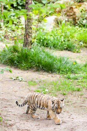 <p>Die Katzen erkunden auch schon mal allein das Gehege im Zoo.&nbsp;Die Tigerbabys sollen am 25. Mai getauft werden.</p>
