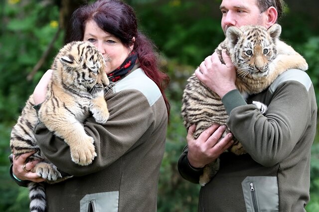 <p>Die Zoo-Mitarbeiter Franka Friedel und Thomas Günther begleiteten die Tigerzwillinge gestern zum Tierarzttermin, bei dem die Kleinen untersucht und geimpft wurden.</p>
