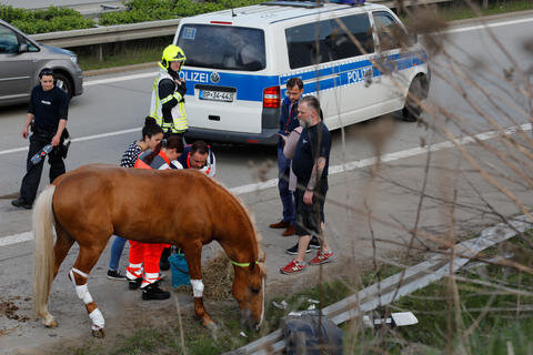 <p xmlns:php="http://php.net/xsl">Ersten Erkennntnissen zufolge wurden dabei mehrere Pferde verletzt, teilte die Polizei mit.</p>
